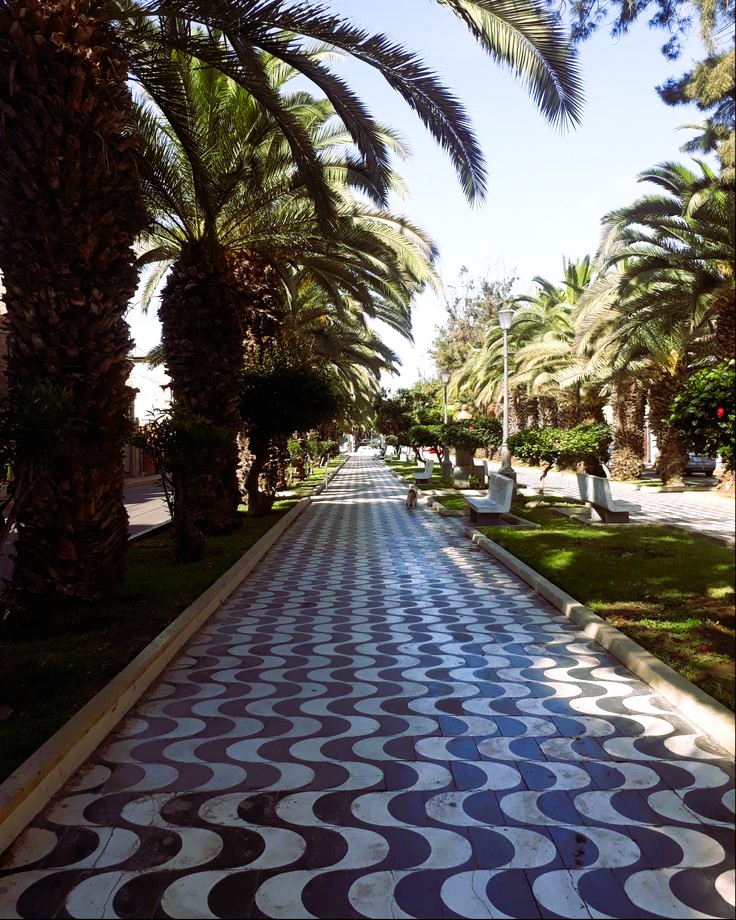 Fotografía de las palmeras en el centro de la ciudad de Tacna.