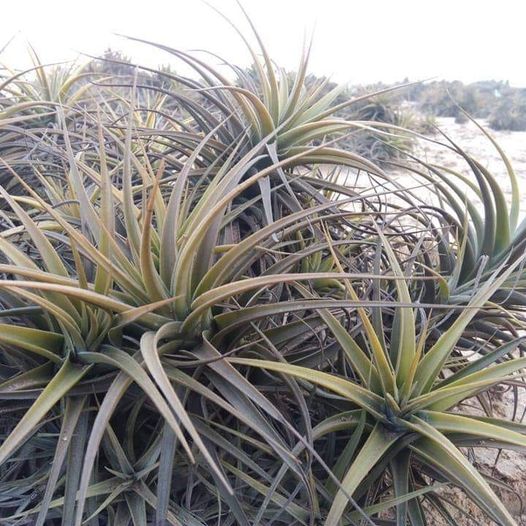Foto de plantas SiempreViva en Tacna.