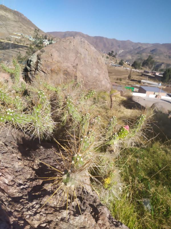 Airampo en cerro de Tarata.