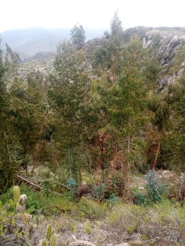 Grupo de eucaliptos al lado de un camino en Tarata.