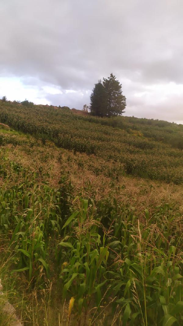 Maíces en etapa de floración, Tarata.
